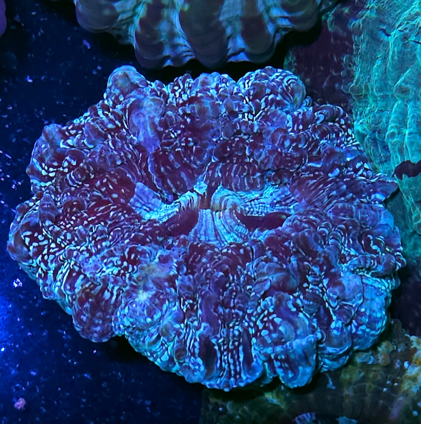 Space Glitter Acanthophyllia