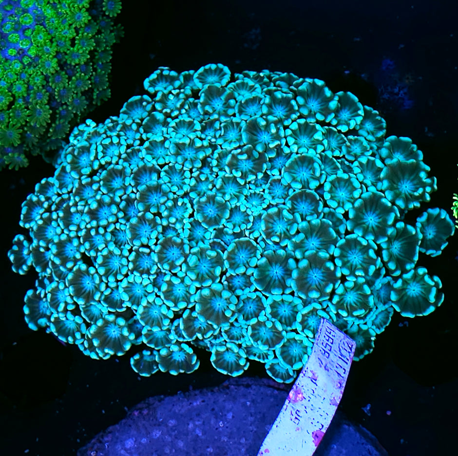 Seafoam Bad Ass Alveopora Colony