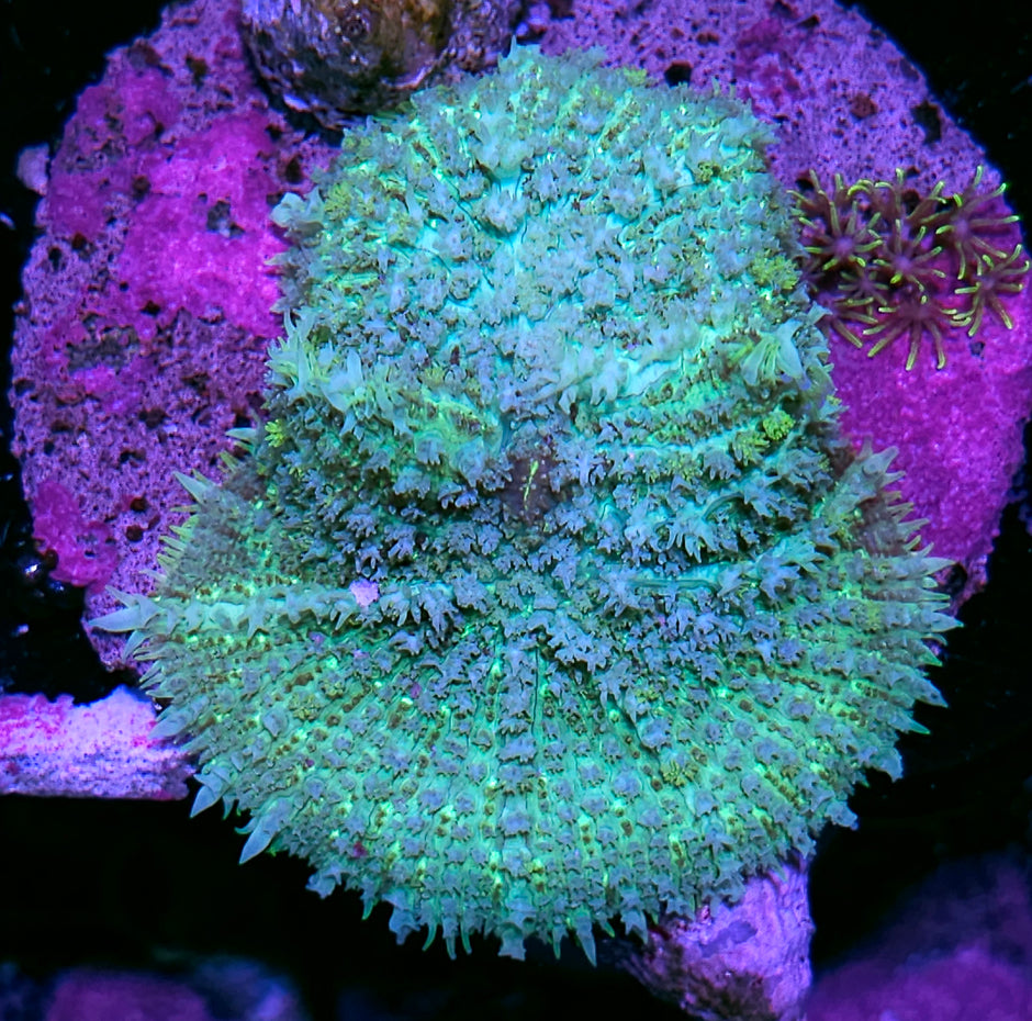 3" Laser Green Pincushion Mushroom