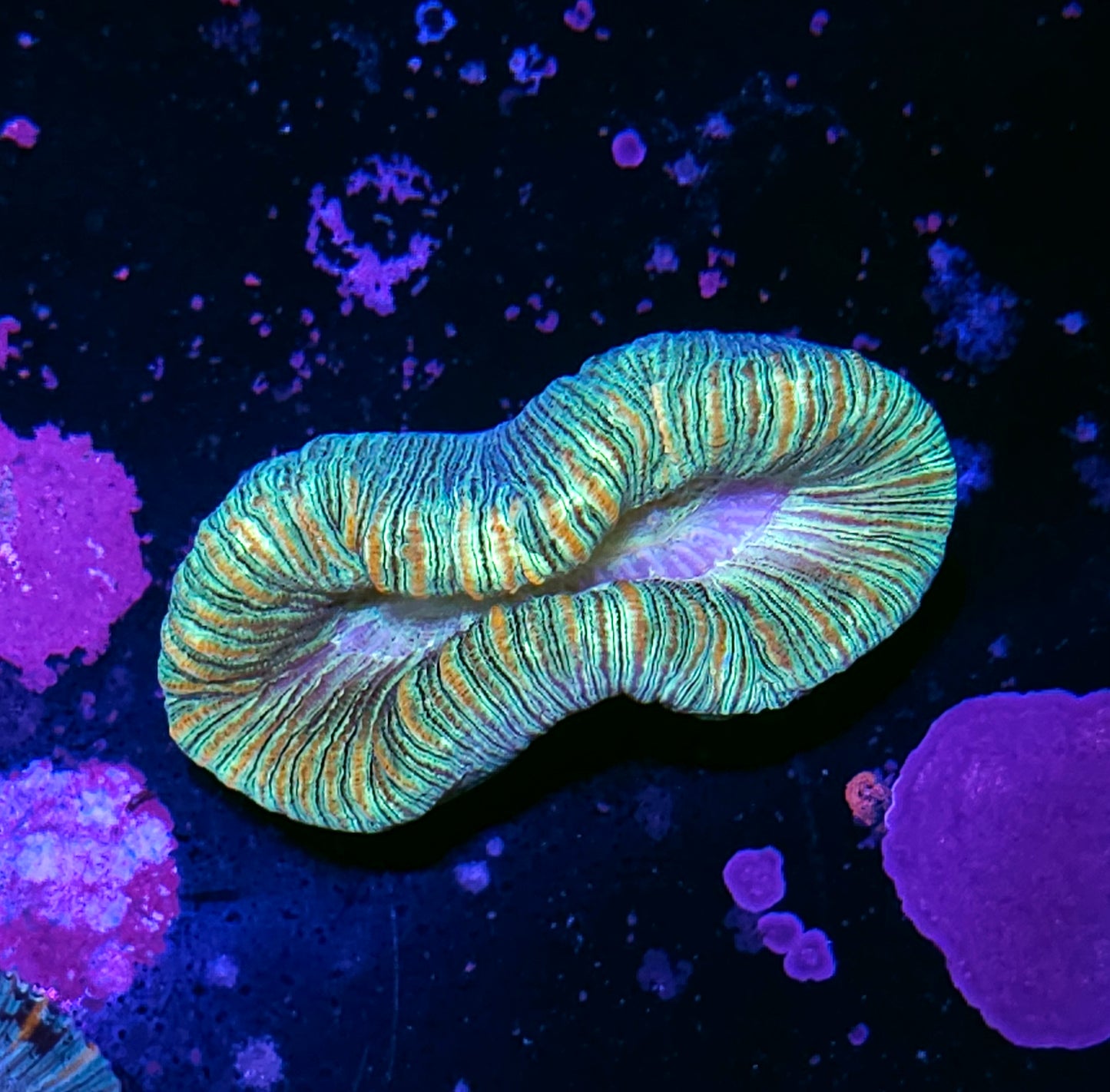 Insane Trachyphyllia