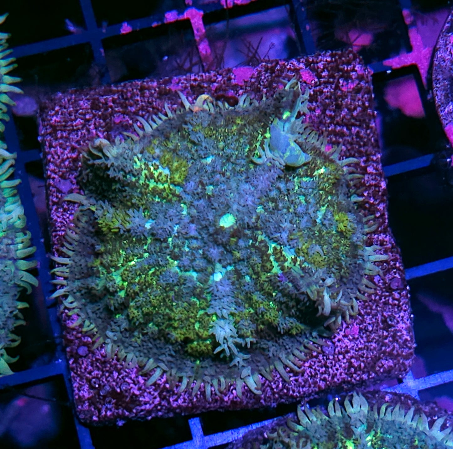 2" Bad Ass Pincushion Bounce Mushroom