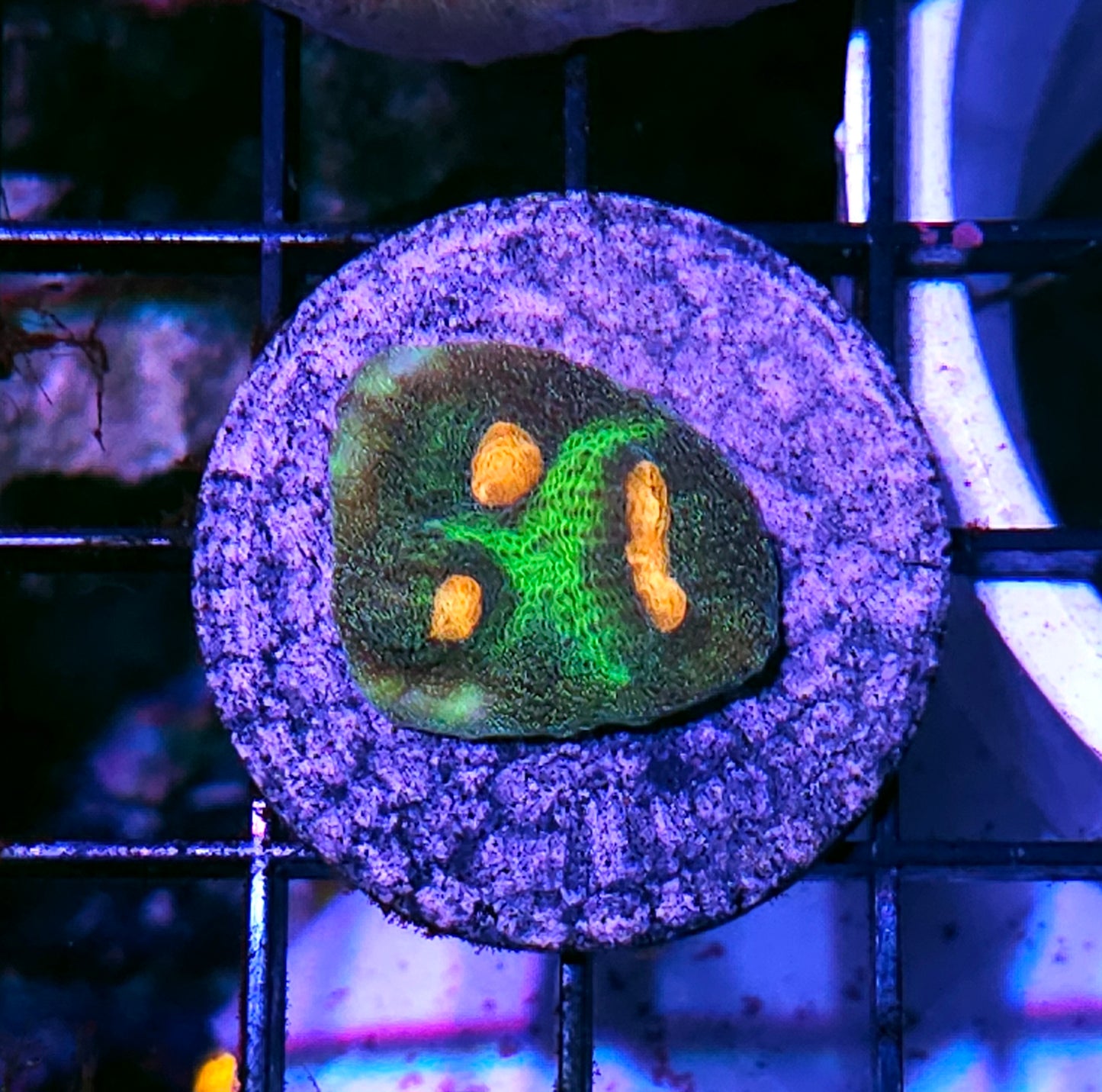 HF Frog 🐸 Eye Chalice