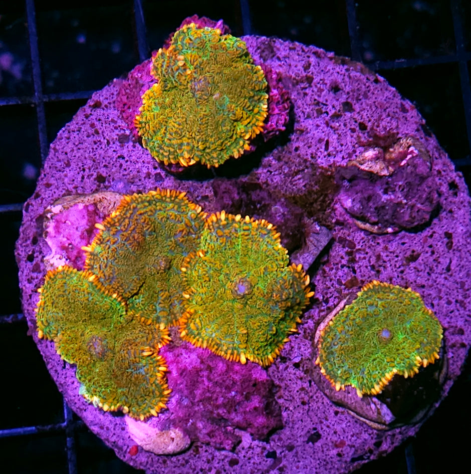 Acapulco Gold Mushroom Colony