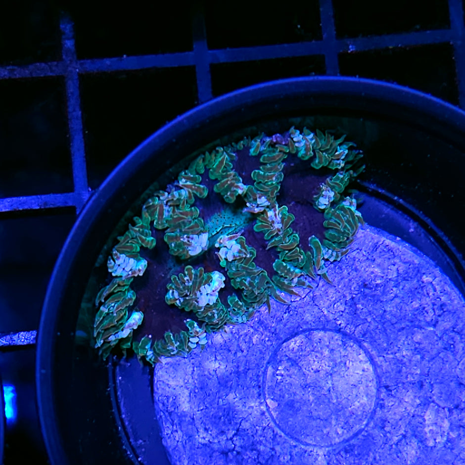 Joker Flower Anemone