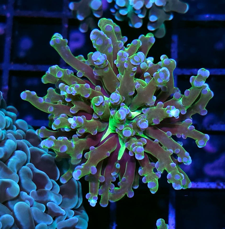Viper Frogspawn