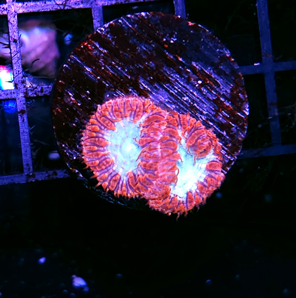Quasar Blastos