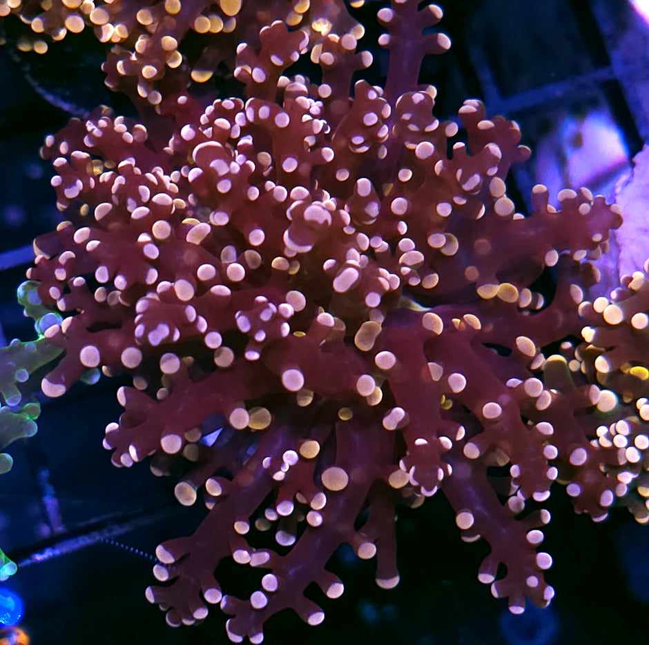 Oracle Octospawn
