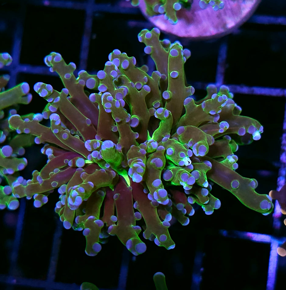 Viper Frogspawn