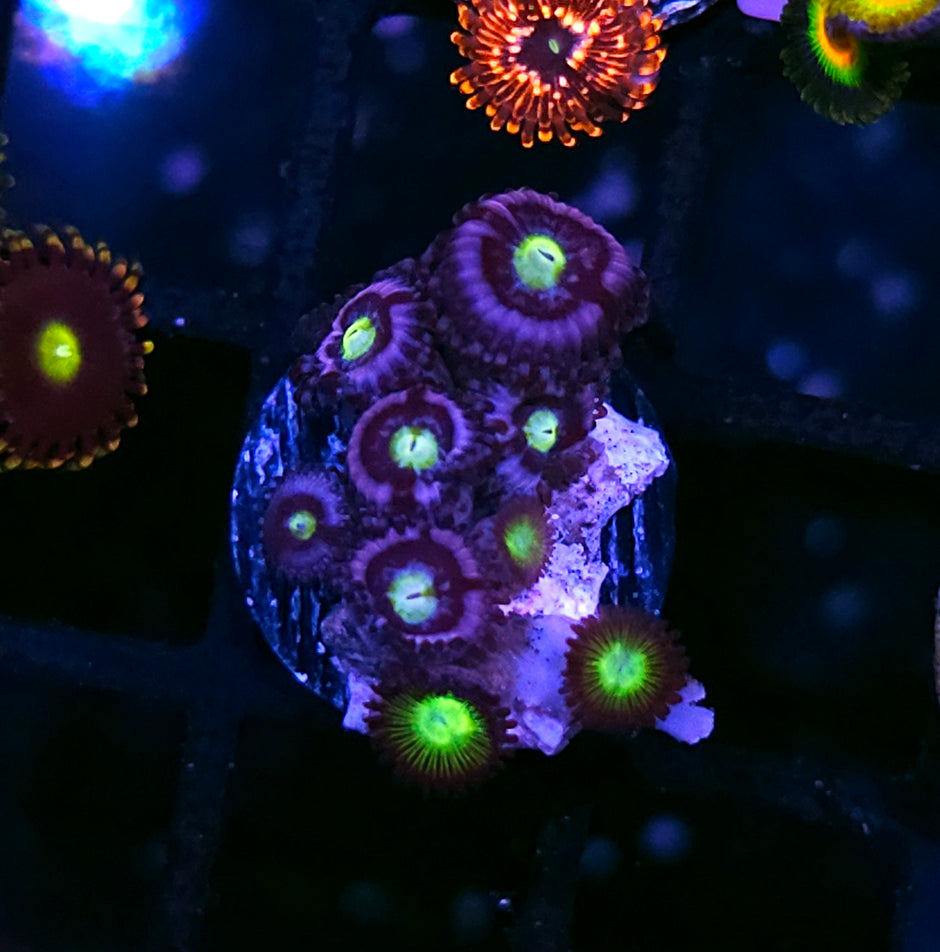 Midnight Lotus Mix Zoas