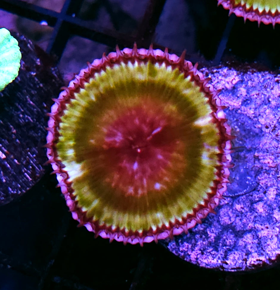 Green Cinnamon Polyp ALMOST EXTINCT IN THE WILD