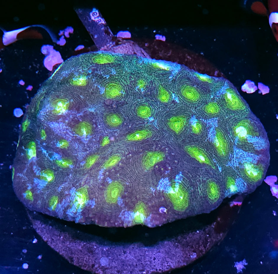 Invaders Acan Echinata Colony