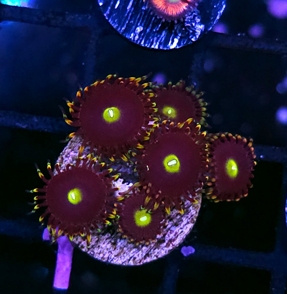 Bozos Birthday Zoas