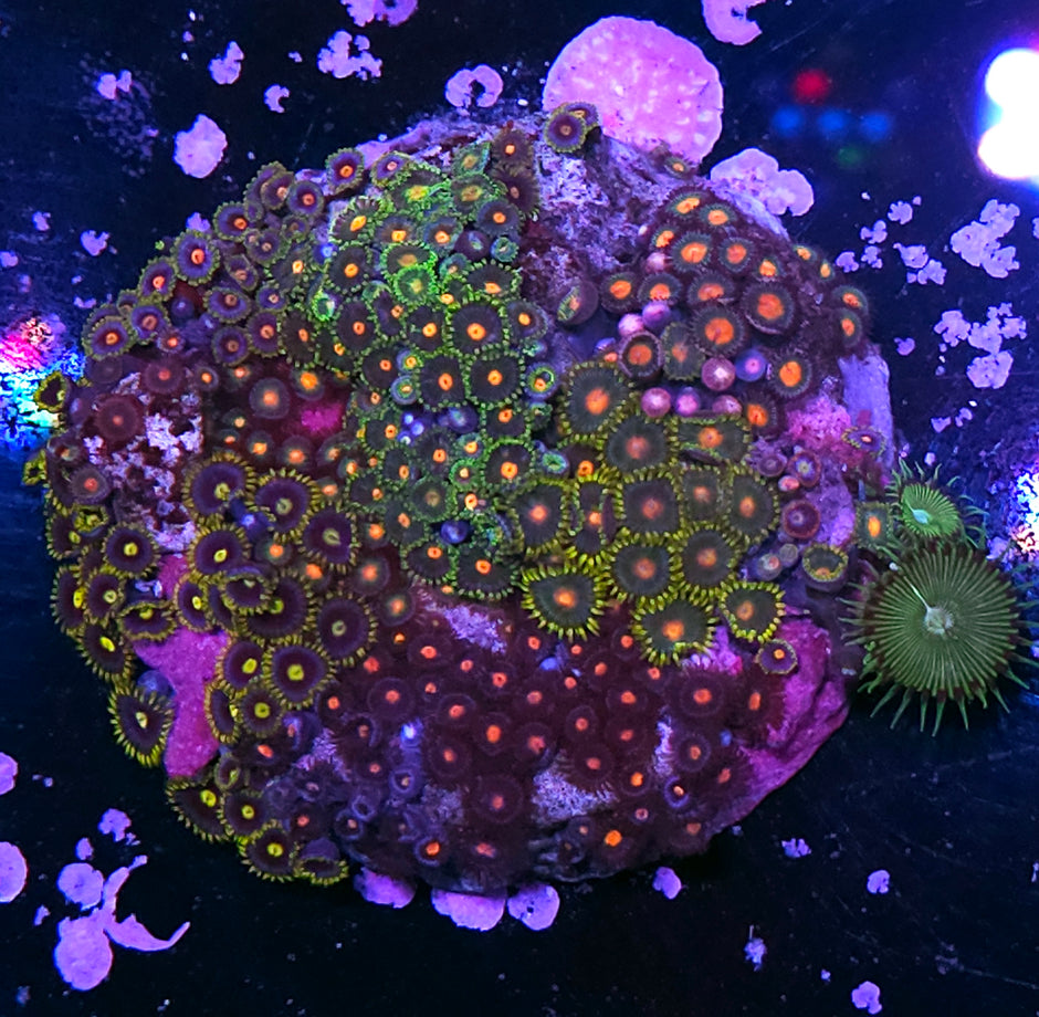 4" Insane Mix Zoa Colony