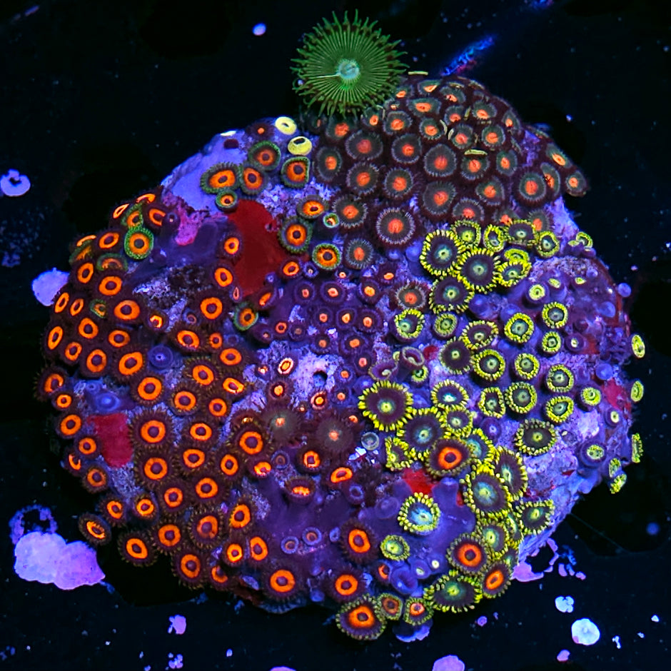 4" Rainbow Mix Zoa Colony