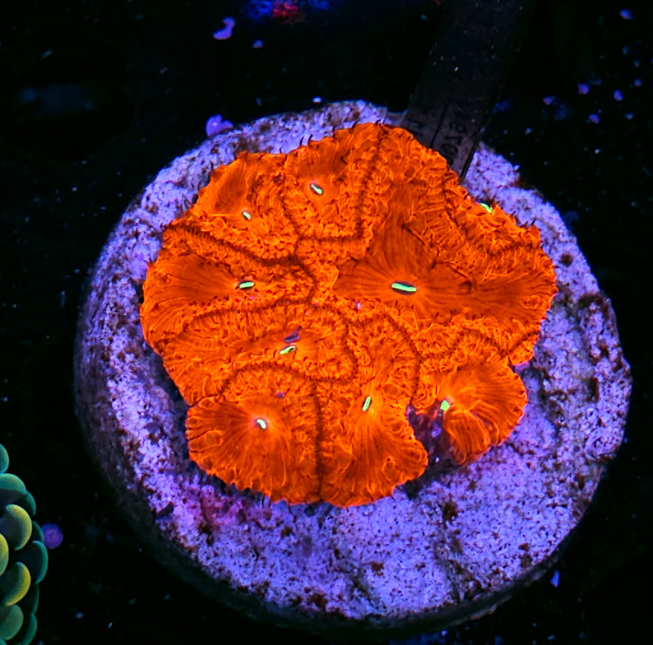 Dynamite Indonesian Blasto Colony