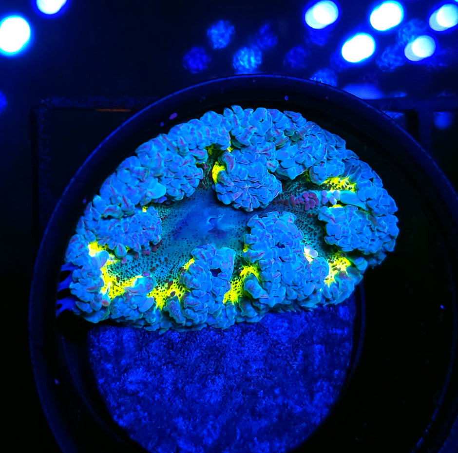Lemon Lime Flower Anemone