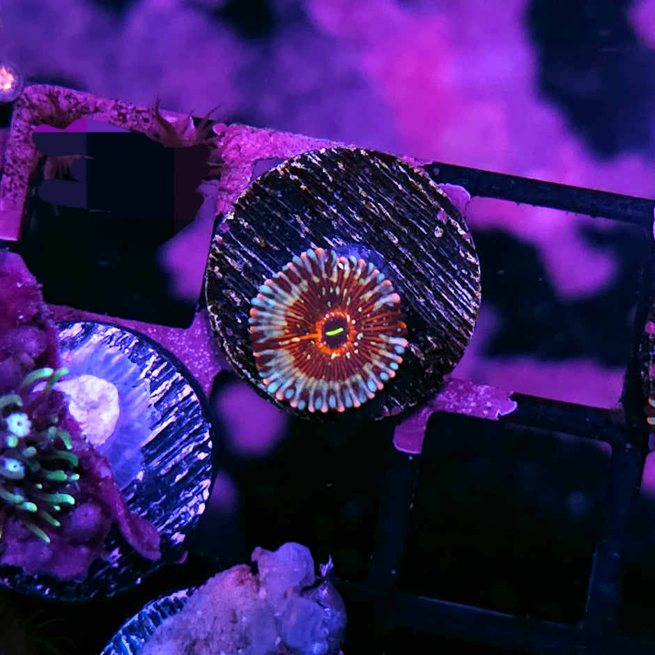 HF White Zombie Zoas