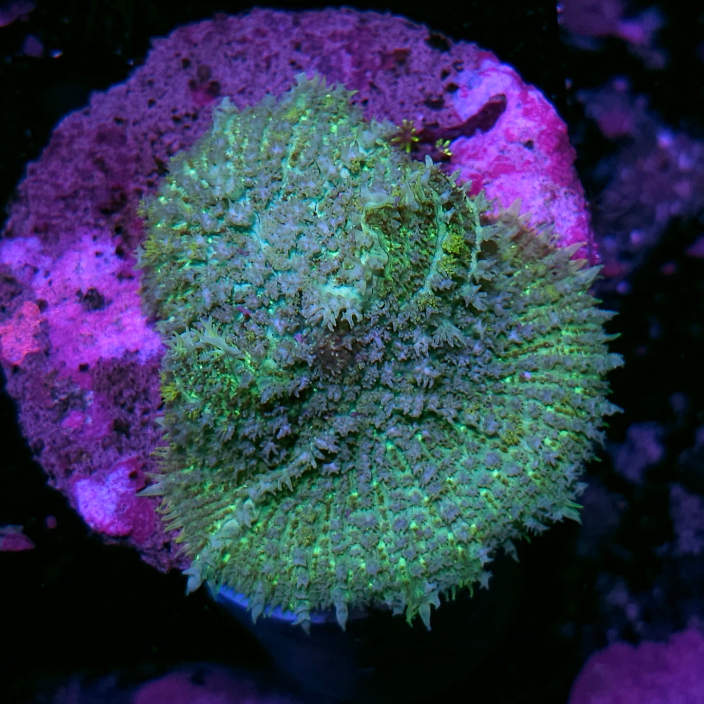 Plasma Bomb Pincushion Mushroom