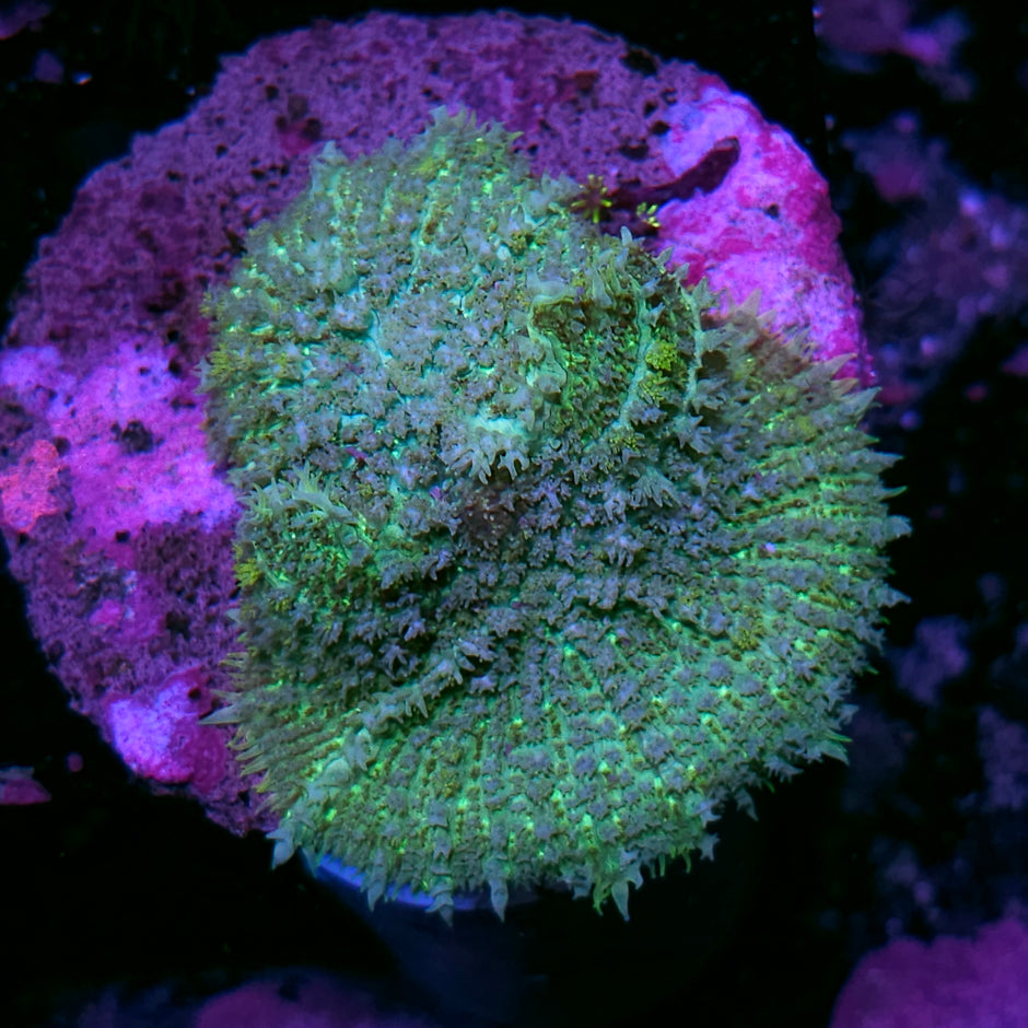 Plasma Bomb Pincushion Mushroom
