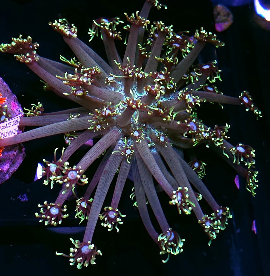 Cheerleader Goniopora Colony OPENS BIG