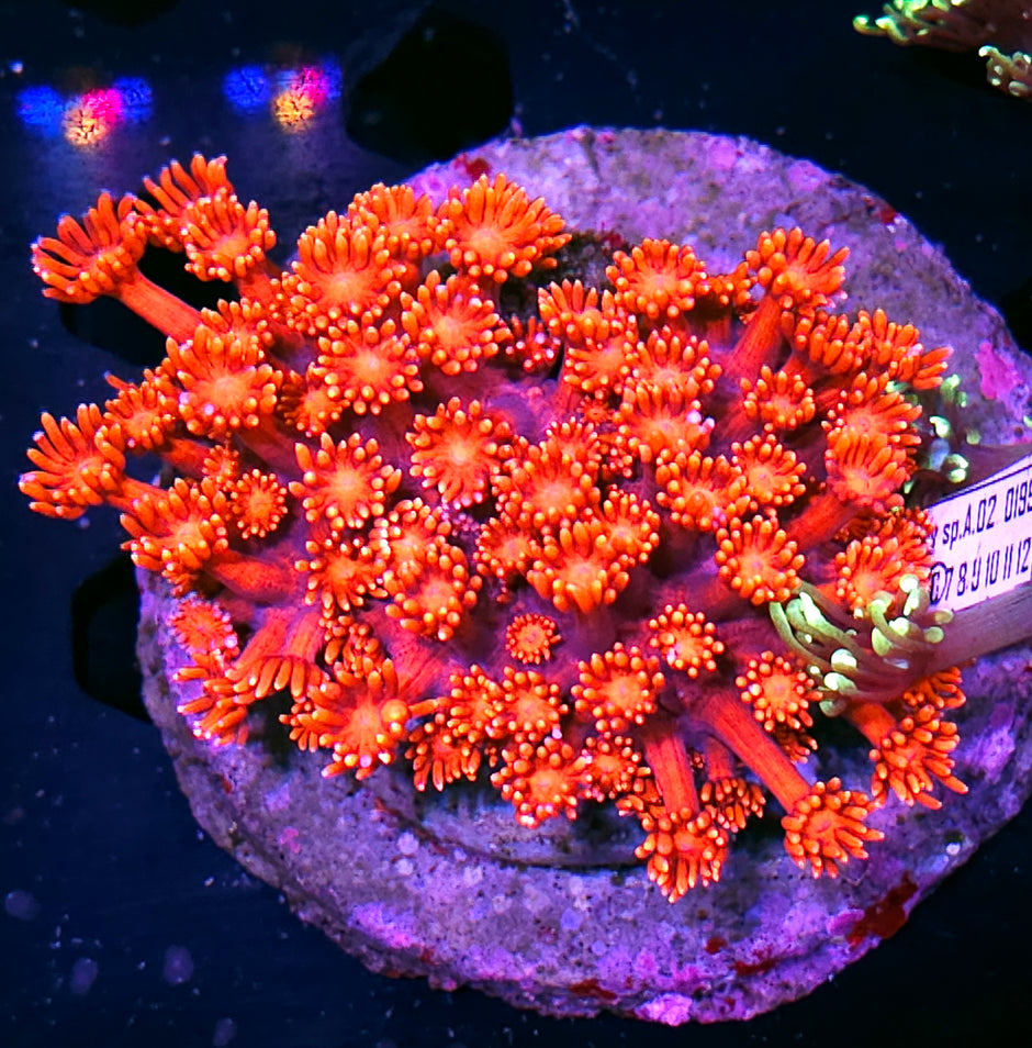 Overlord Goniopora Colony