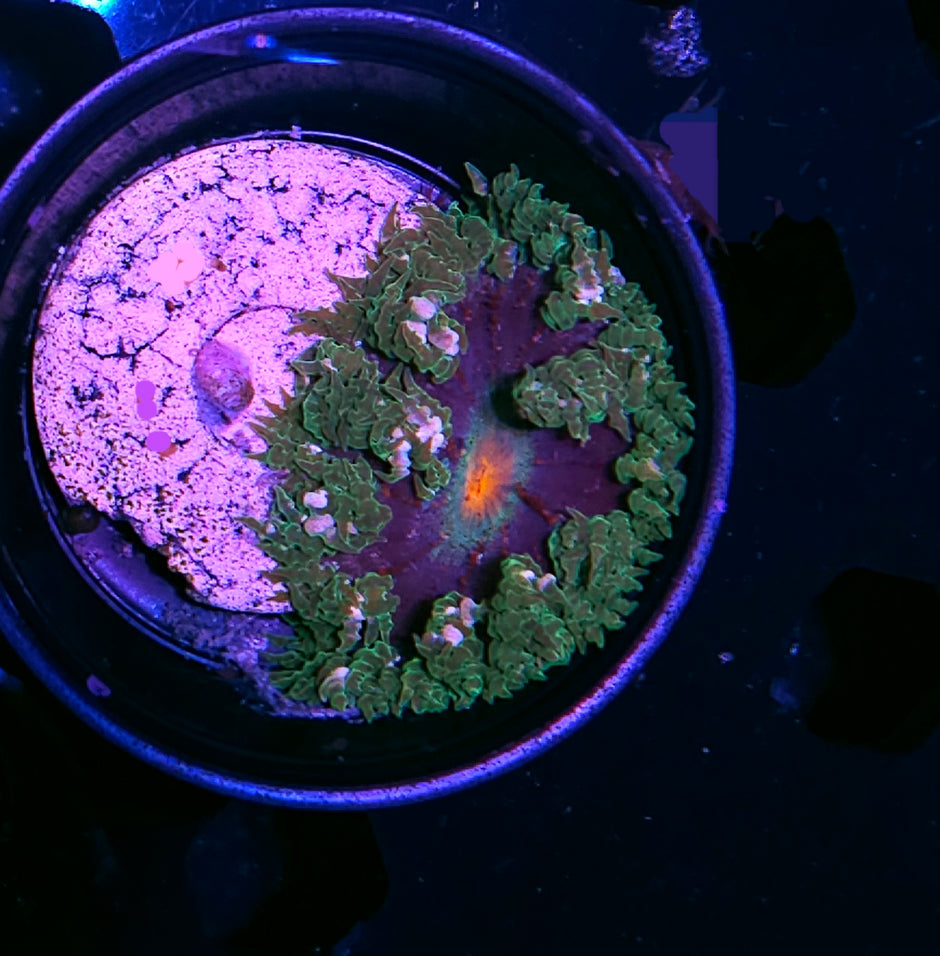 Lunar Death Flower Anemone
