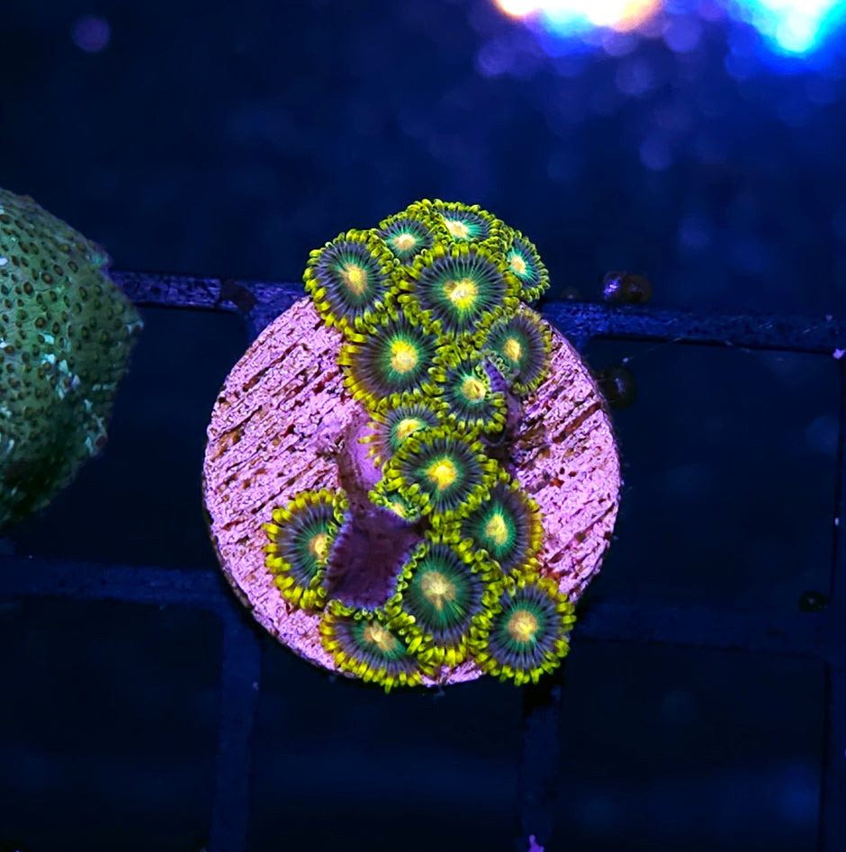 WWC Radioactive Dragon Eye Zoas