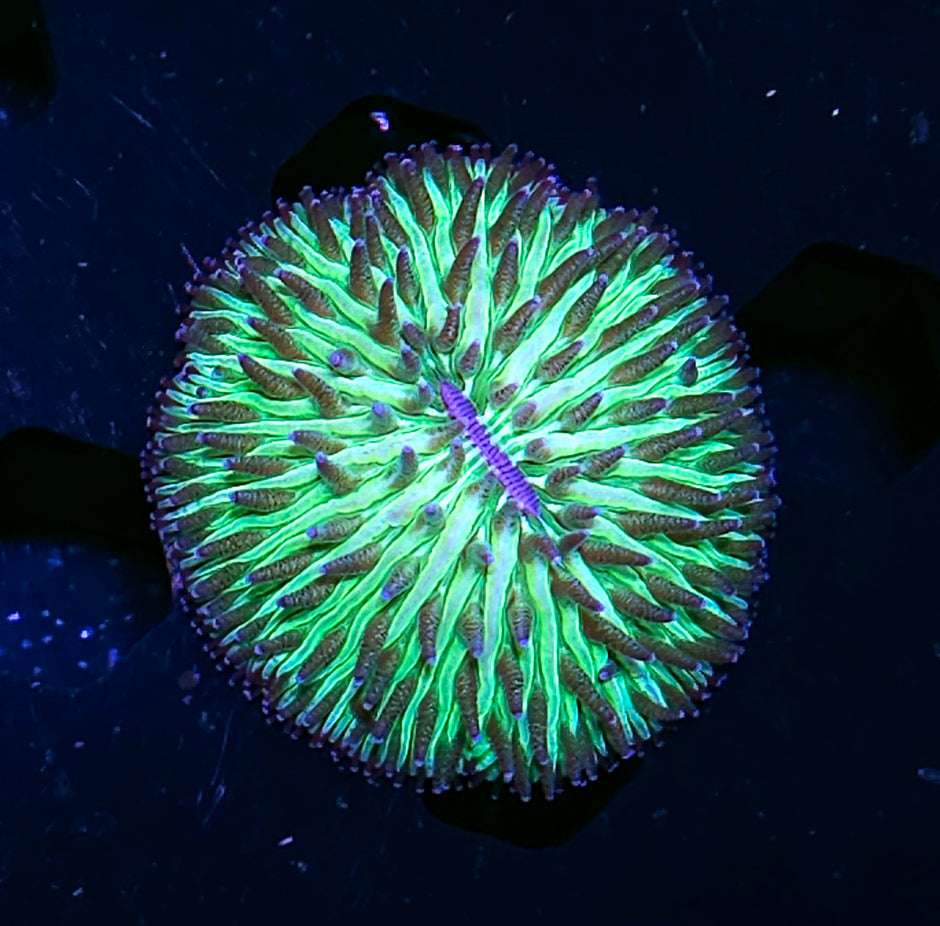 Ectoplasm Helmet Fungia