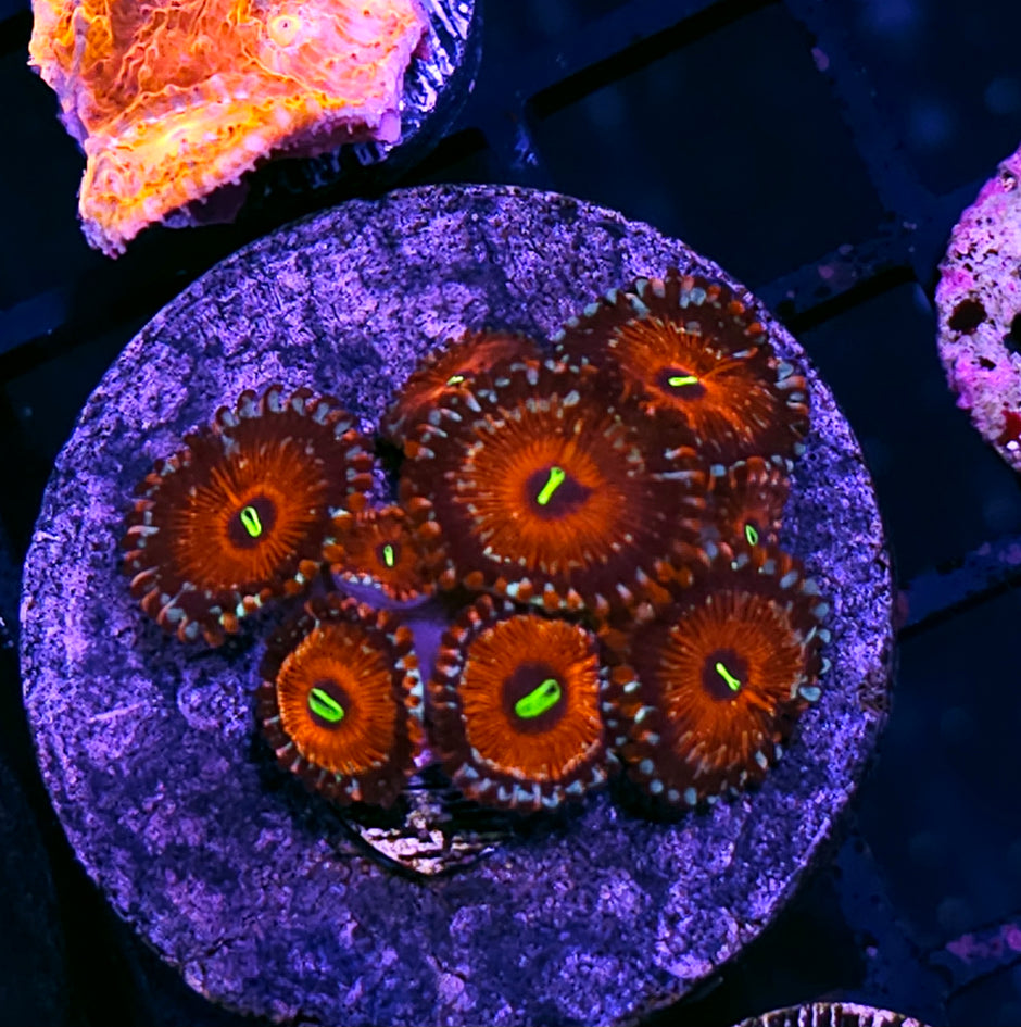 Apollo Zoas