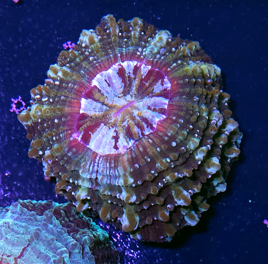 Bad Ass Acanthophyllia