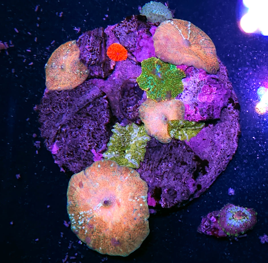 Ridiculous Mix Mushroom Colony