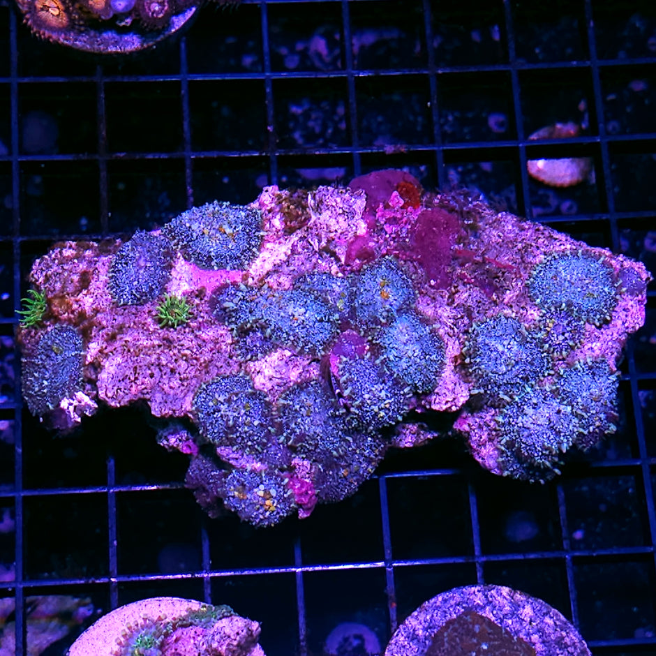 Blue Nitro Micro Pincushion Mushrooms Colony RARE