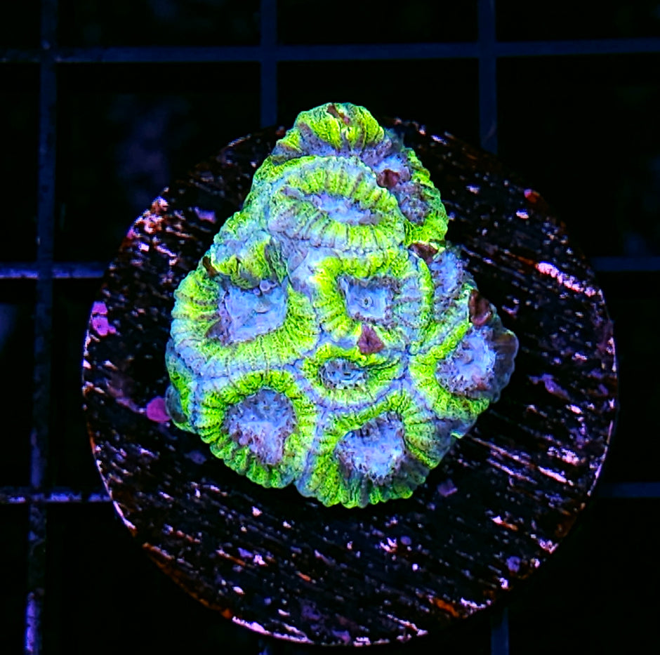Neon Demon Favia