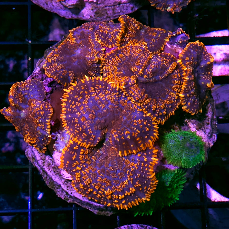Superman Mushroom Mix Colony