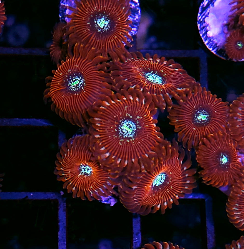 Magician Zoas