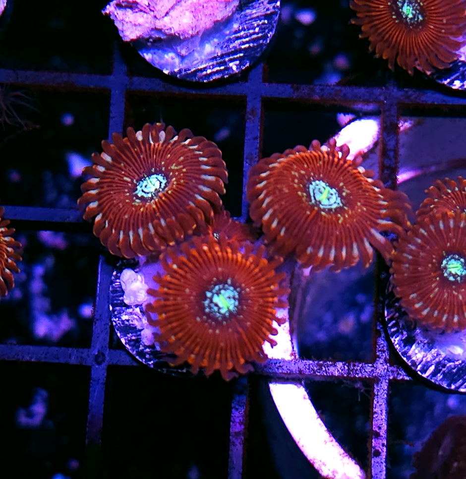 Magician Zoas