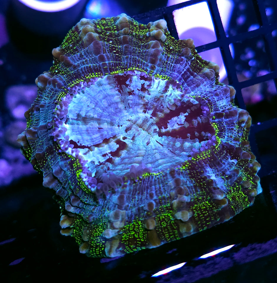 Golden Green Sparkle Acanthophyllia