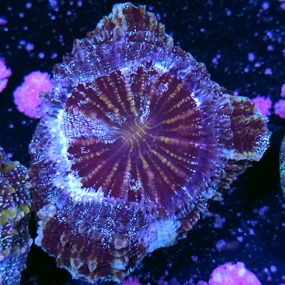 Frostbite Acanthophyllia