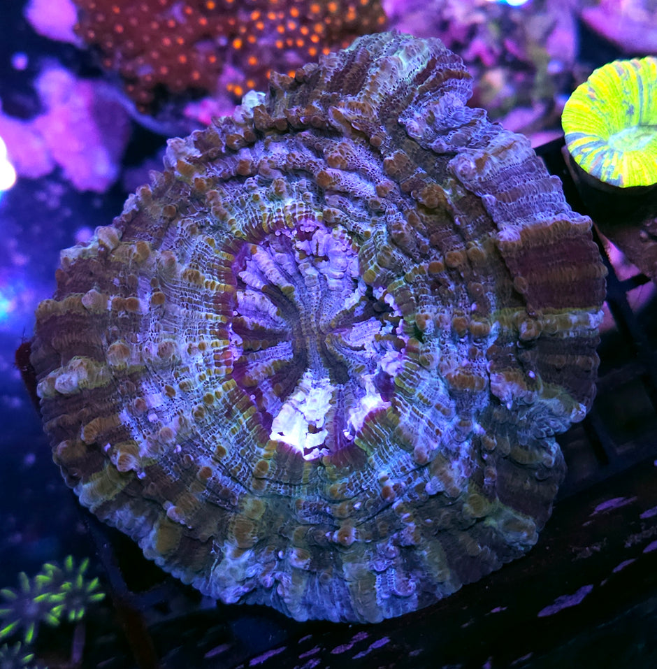 Bad Ass Acanthophyllia