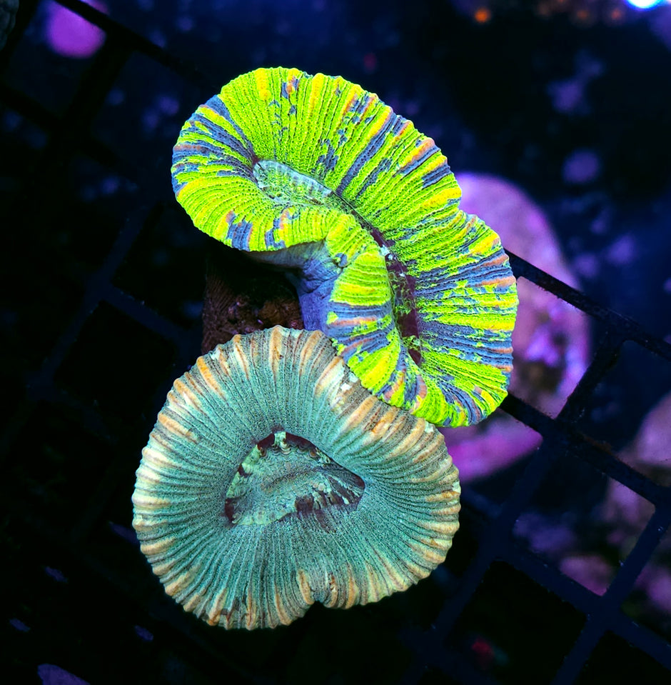 Ridiculous Grafted Trachyphyllia