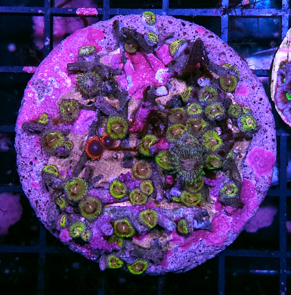 Pirates Blood Zoa Colony