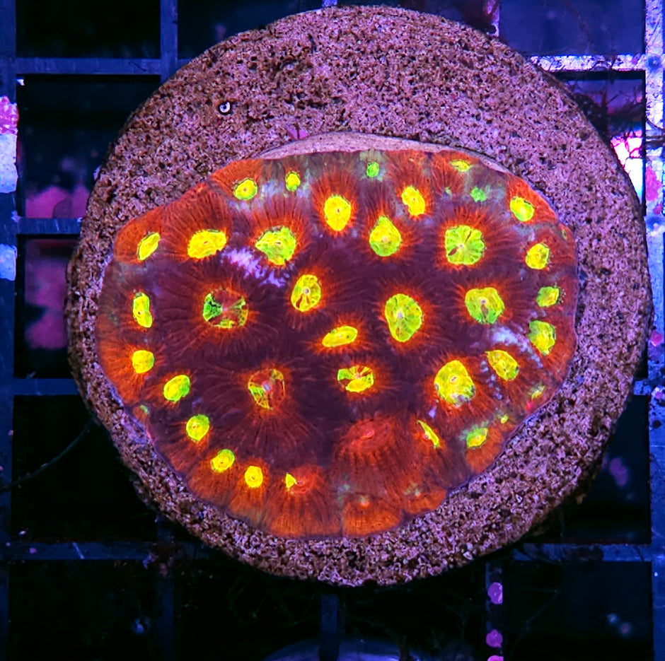 JF Toro Bravo Favia Colony