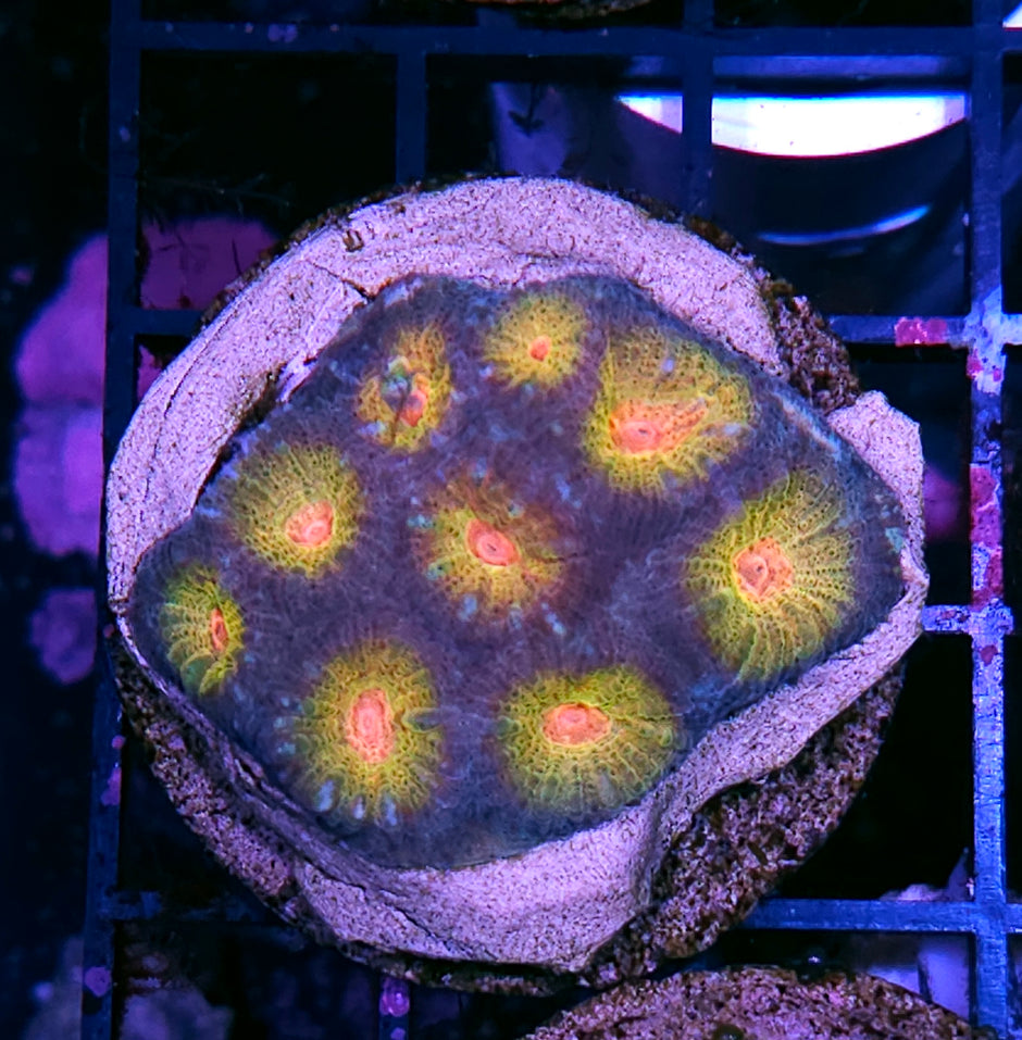 HF Lost Ark Favia Colony