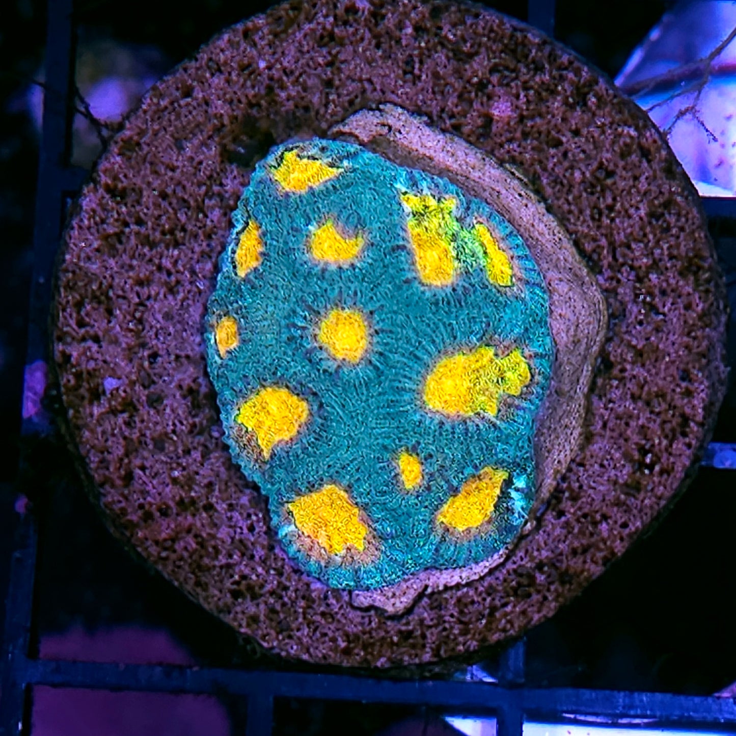 HF Helios Favia Colony