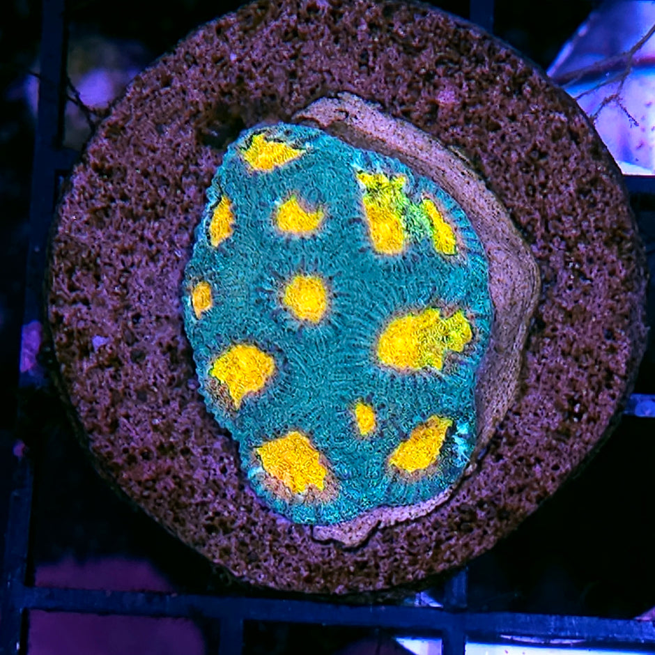 HF Helios Favia Colony