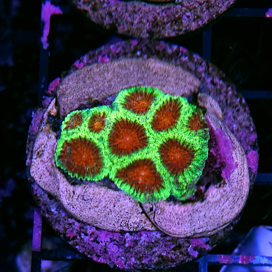 Krab Apple Favia