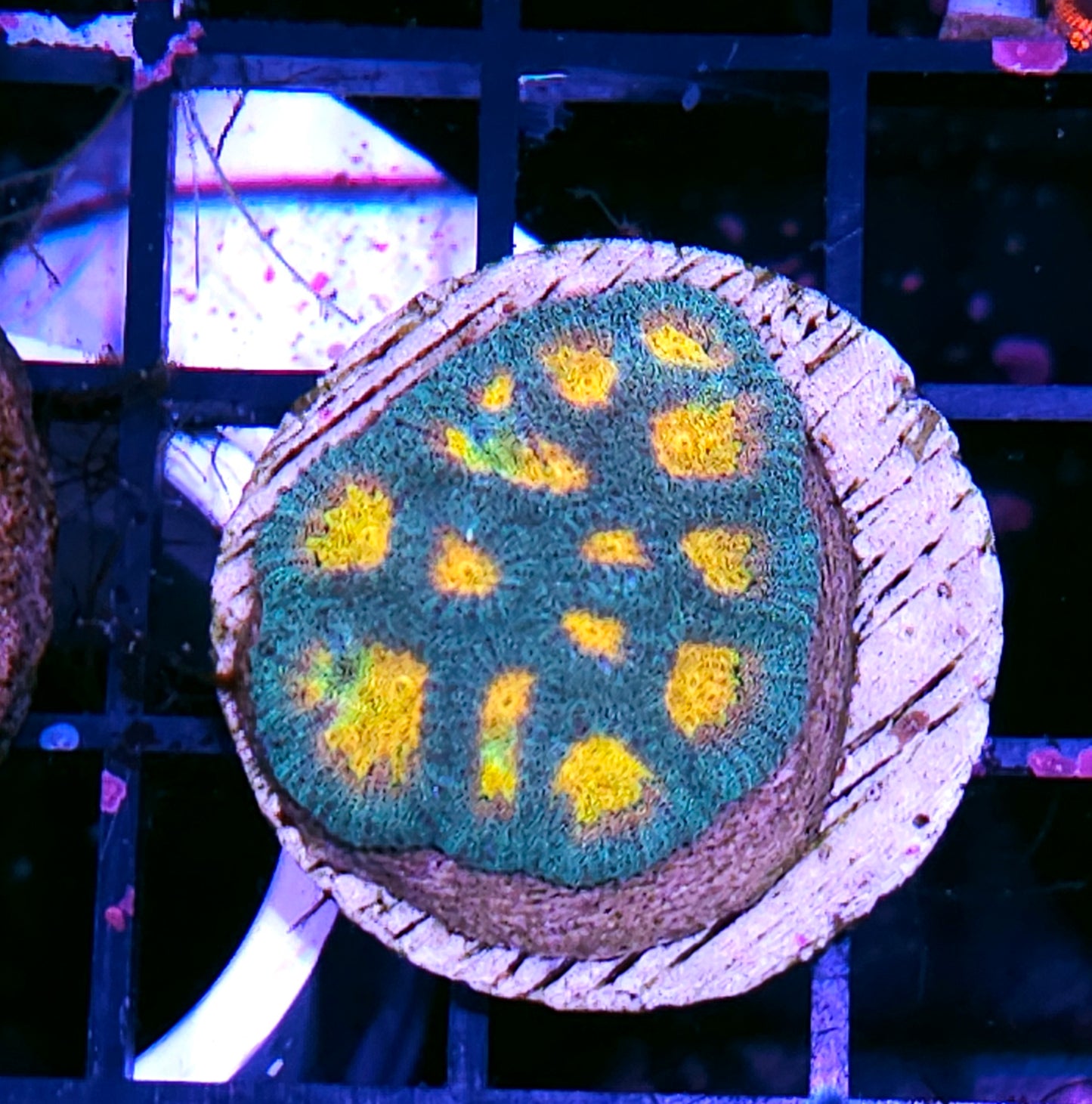 HF Helios Favia Colony LAST ONE