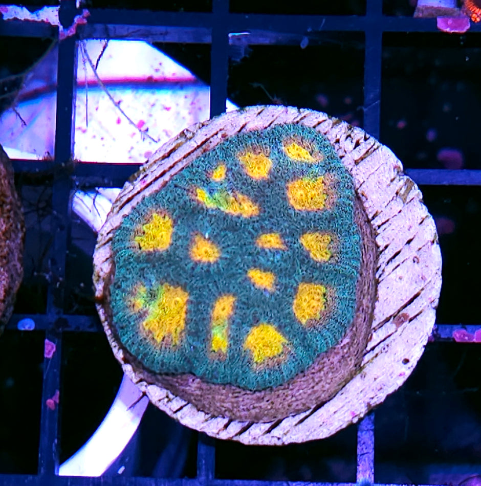 HF Helios Favia Colony LAST ONE