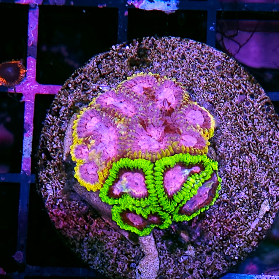 Insane Asylum Grafted Favia Colony