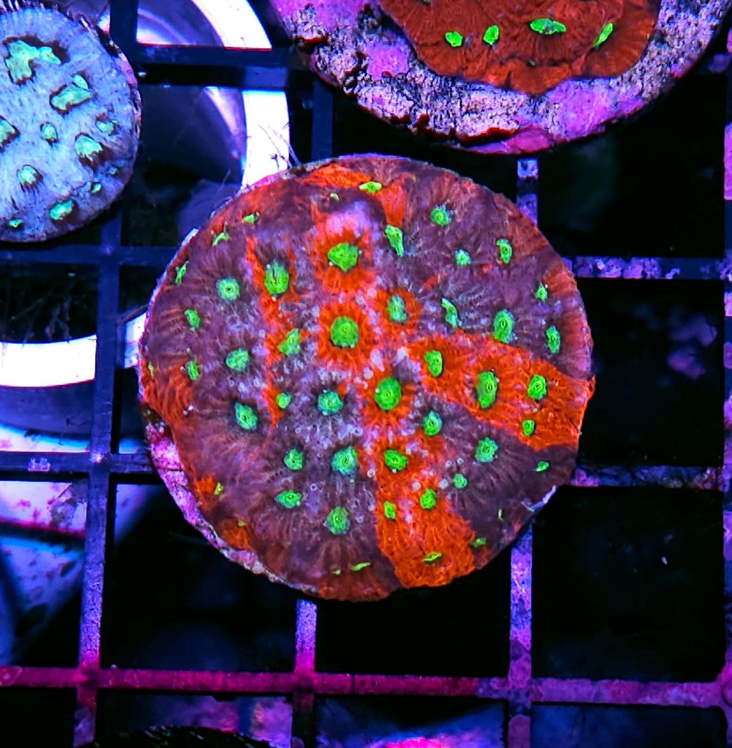 Kaleidoscope Favites